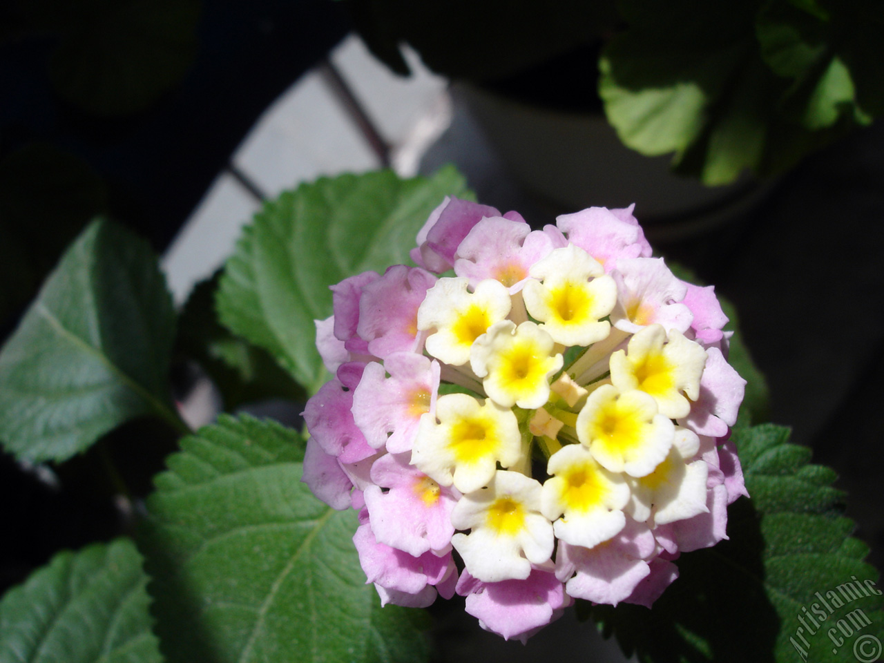 Lantana camara -bush lantana- flower.
