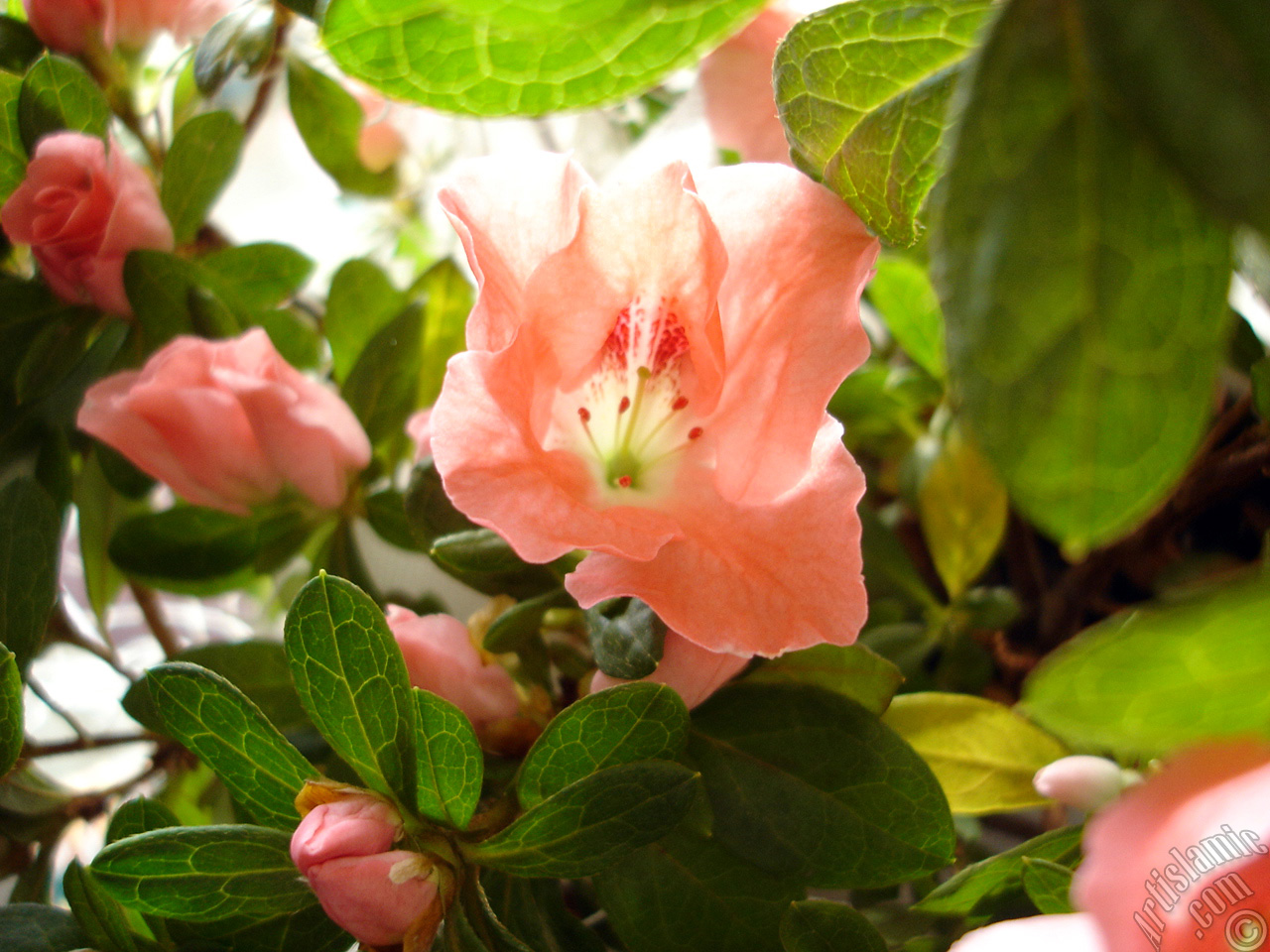 Pink color Azalea -Rhododendron- flower.
