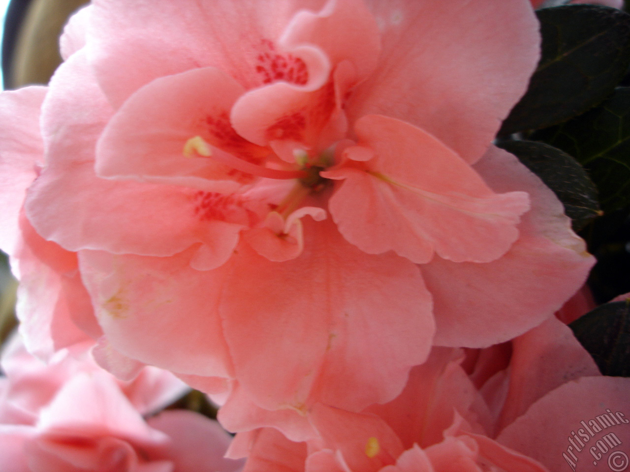 Pink color Azalea -Rhododendron- flower.
