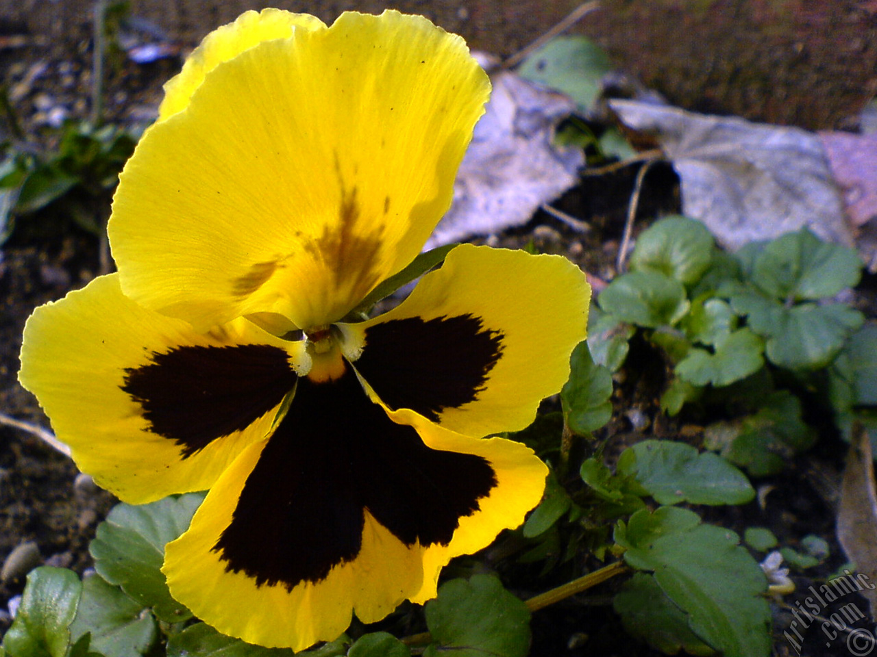 Yellow color Viola Tricolor -Heartsease, Pansy, Multicoloured Violet, Johnny Jump Up- flower.
