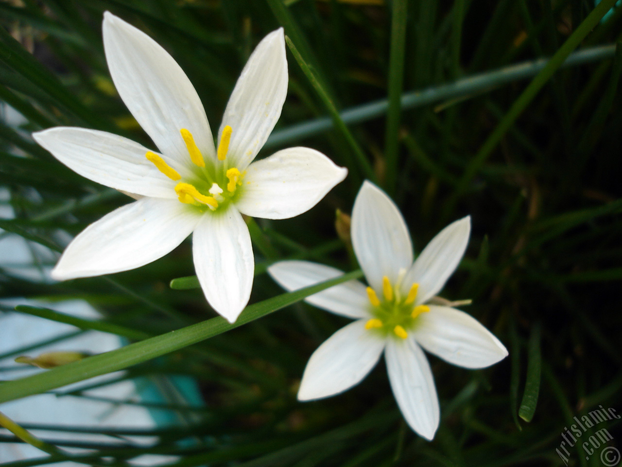 White color flower similar to lily.
