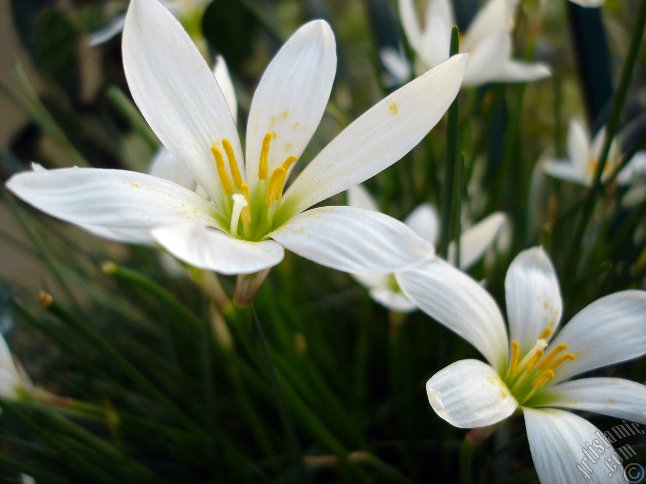 White color flower similar to lily.
