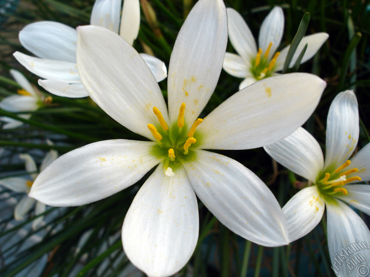 White color flower similar to lily.
