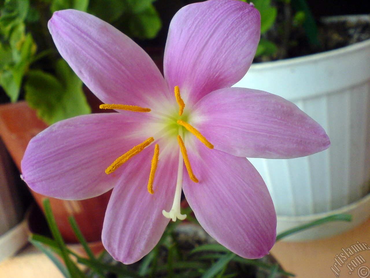 Pink color flower similar to lily.
