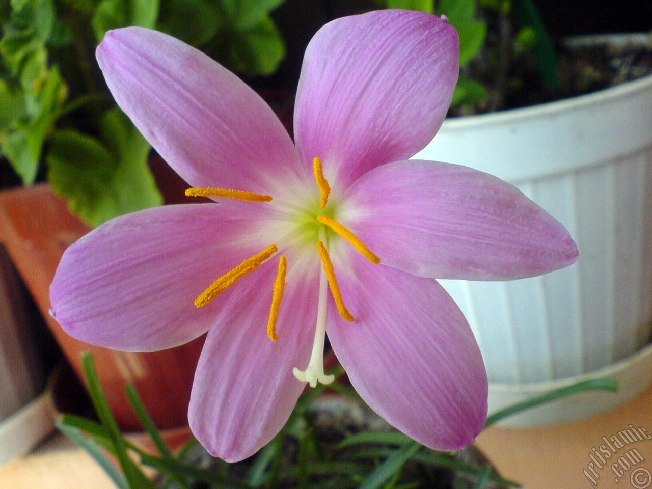 Pink color flower similar to lily.
