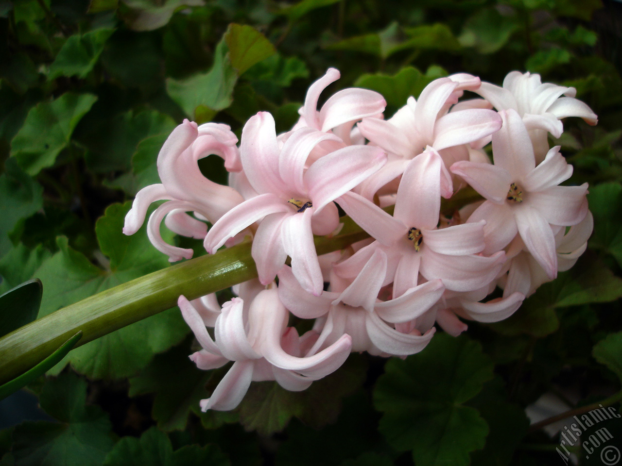 Pink color Hyacinth flower.
