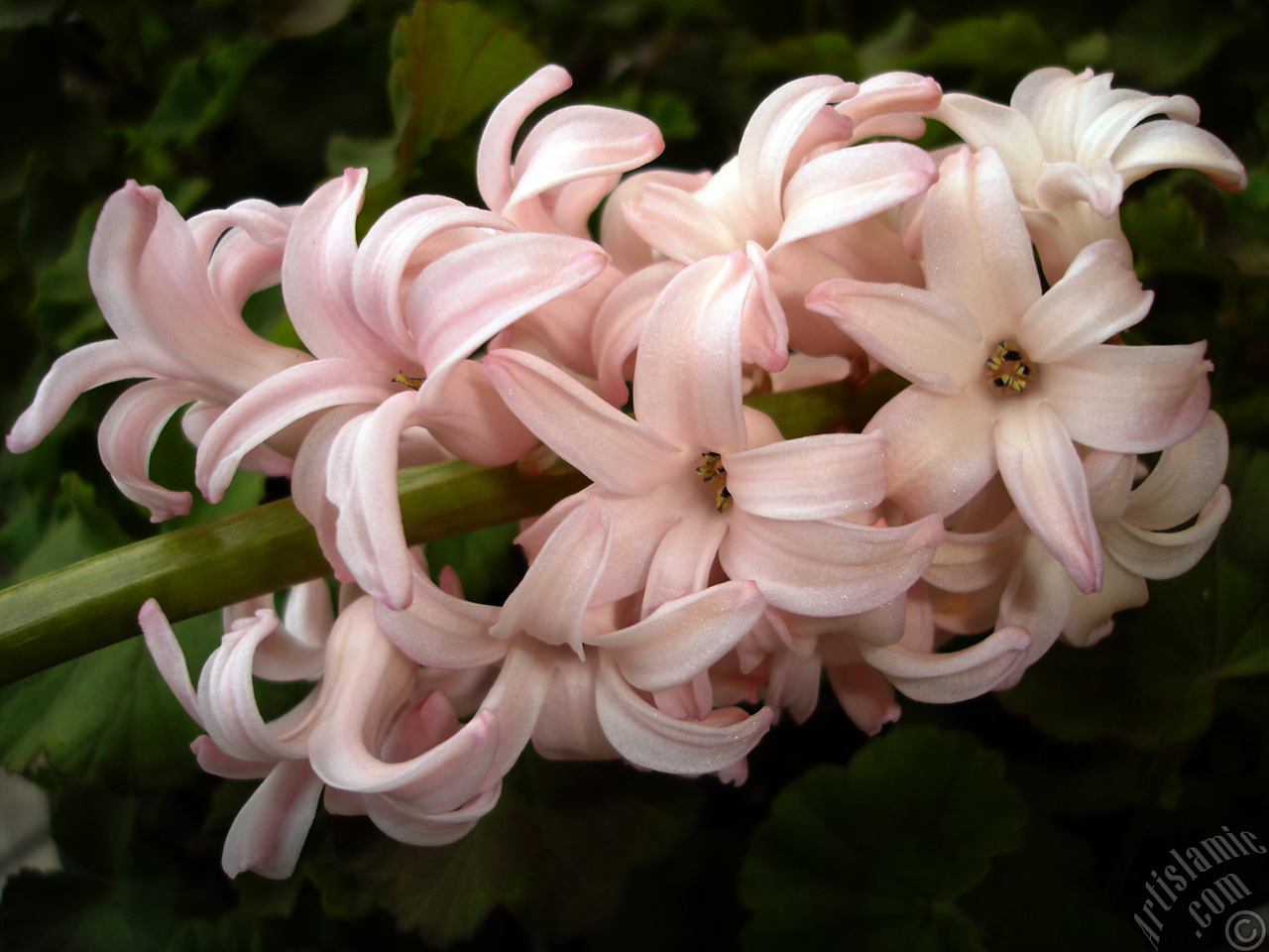 Pink color Hyacinth flower.
