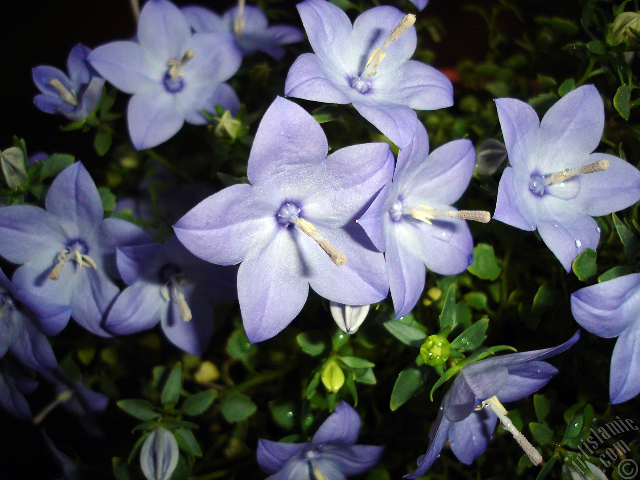 Balloon Flower -Chinese Bellflower-.
