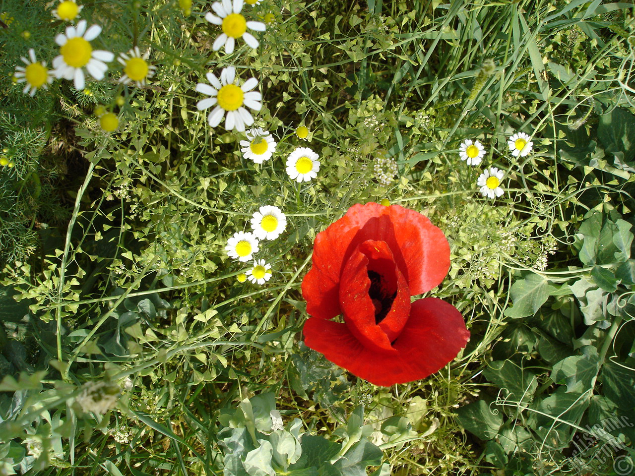 Red poppy flower.
