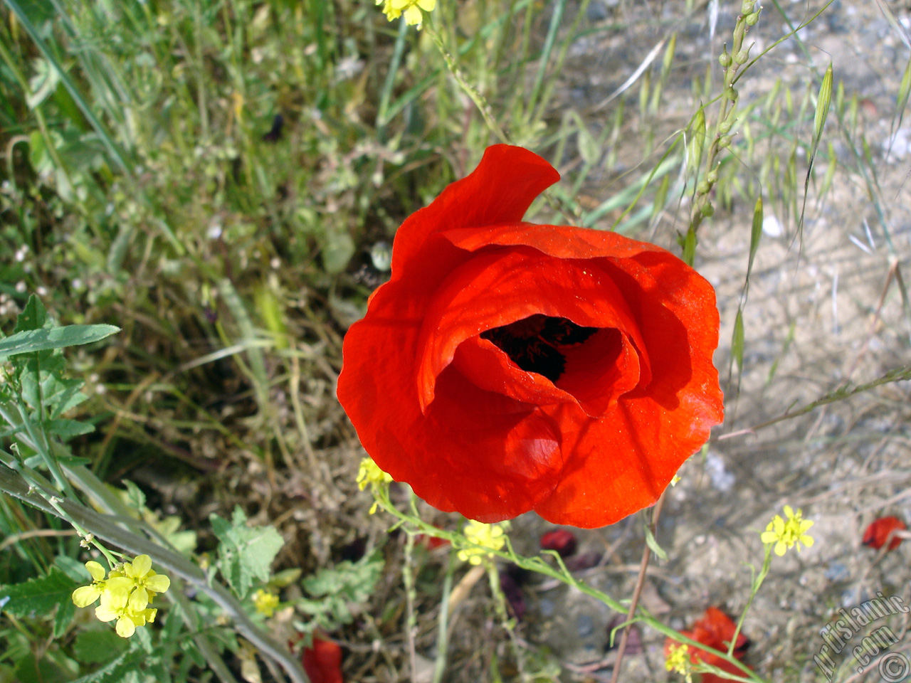 Red poppy flower.
