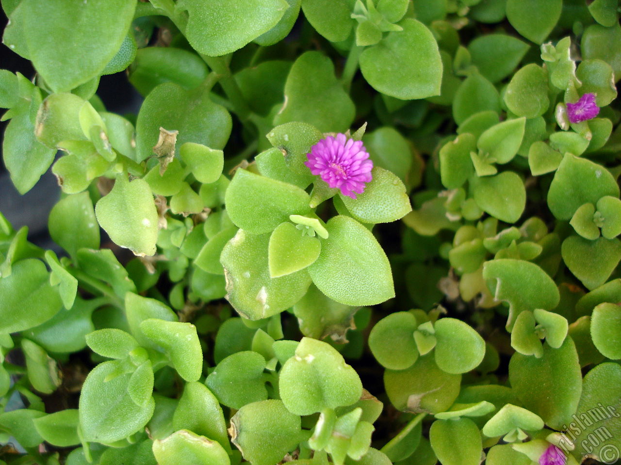 Heartleaf Iceplant -Baby Sun Rose, Rock rose- with pink flowers.
