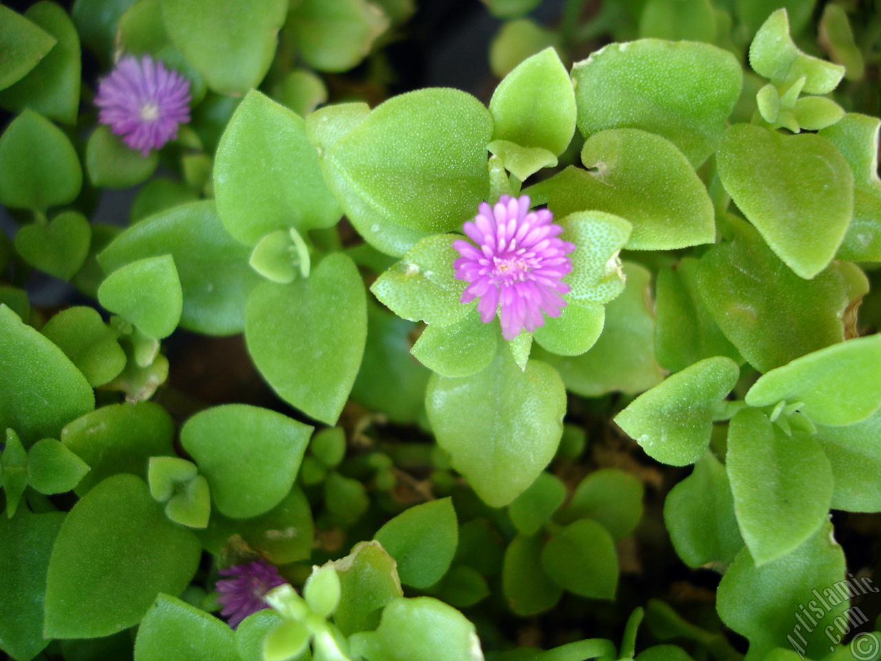 Heartleaf Iceplant -Baby Sun Rose, Rock rose- with pink flowers.
