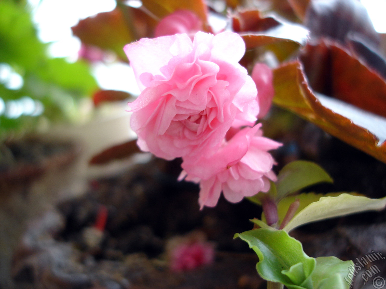 Wax Begonia -Bedding Begonia- with pink flowers and brown leaves.
