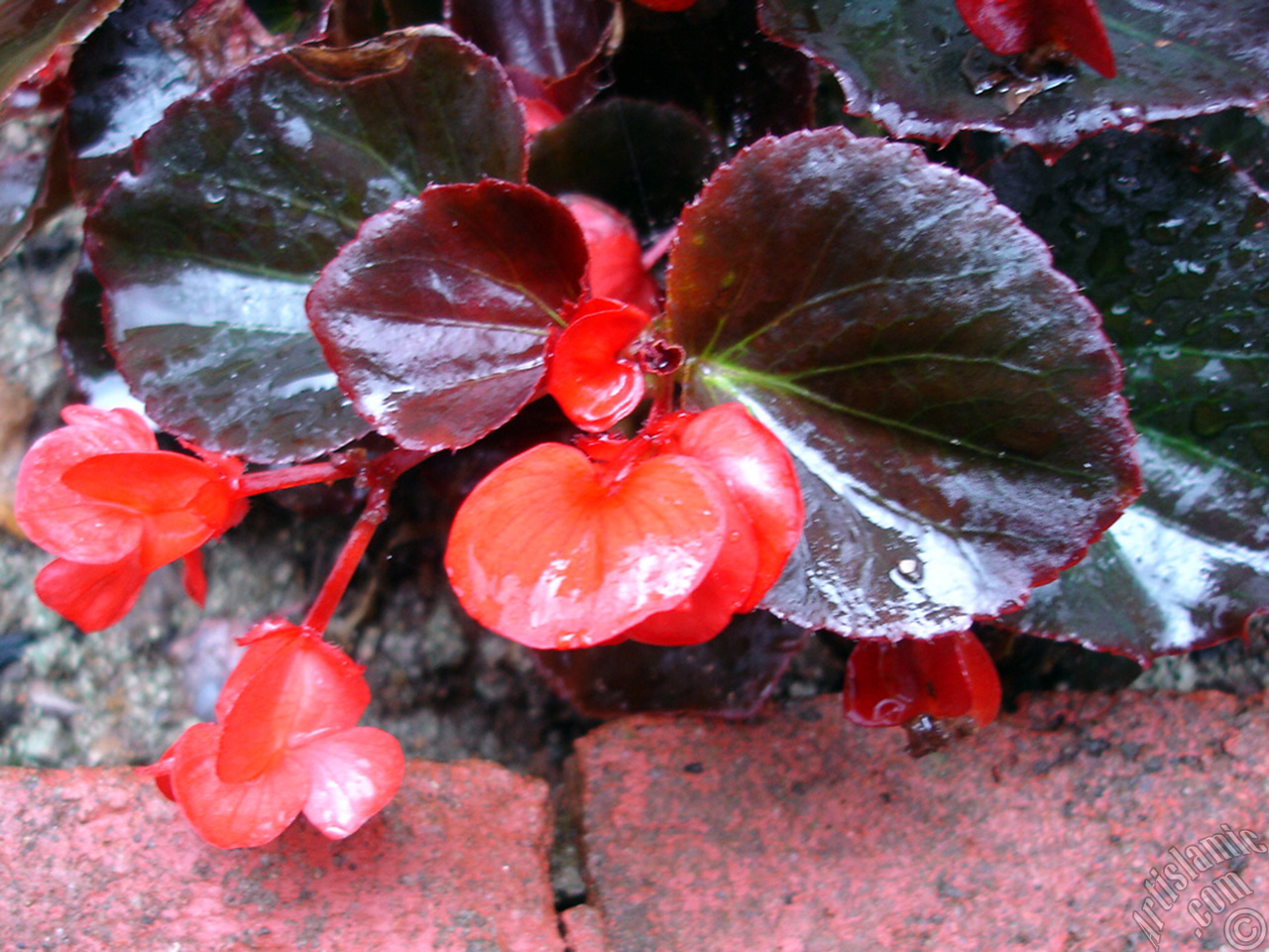 Wax Begonia -Bedding Begonia- with red flowers and brown leaves.
