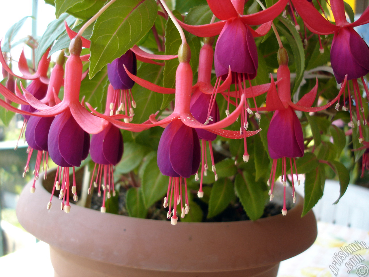 Red and purple color Fuchsia Hybrid flower.
