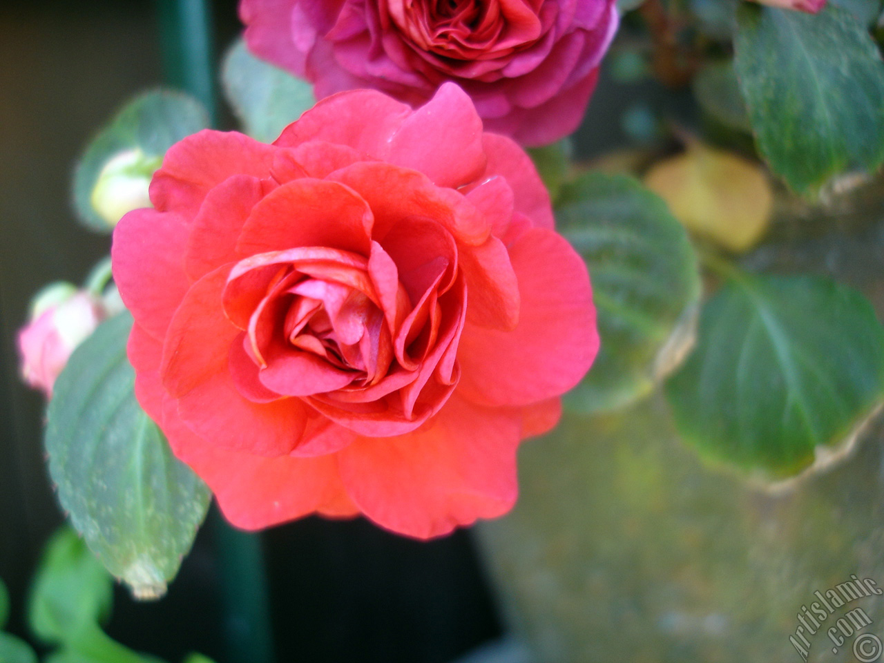 Red color Begonia Elatior flower.
