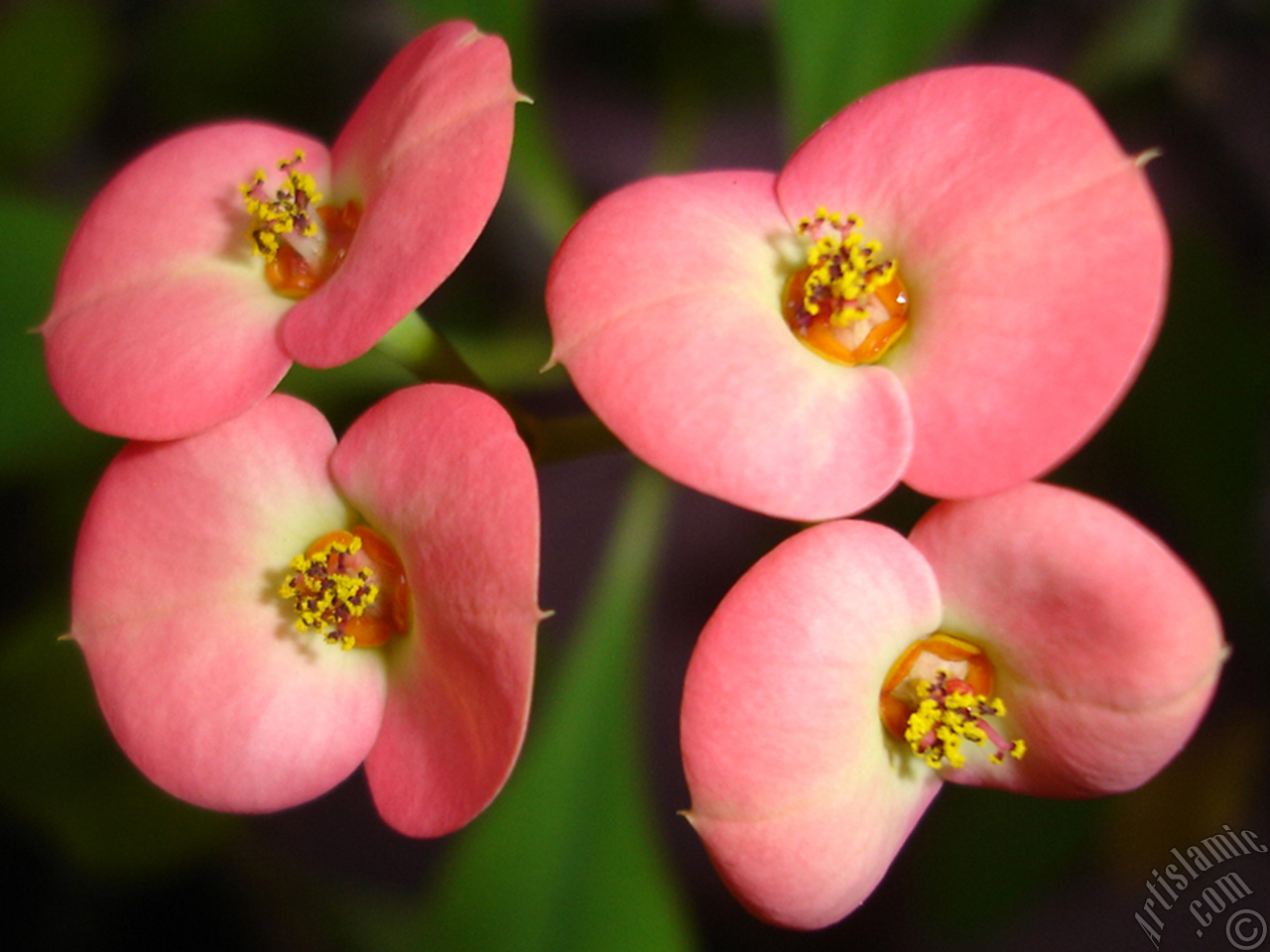 Euphorbia Milii -Crown of thorns- with pink flower.
