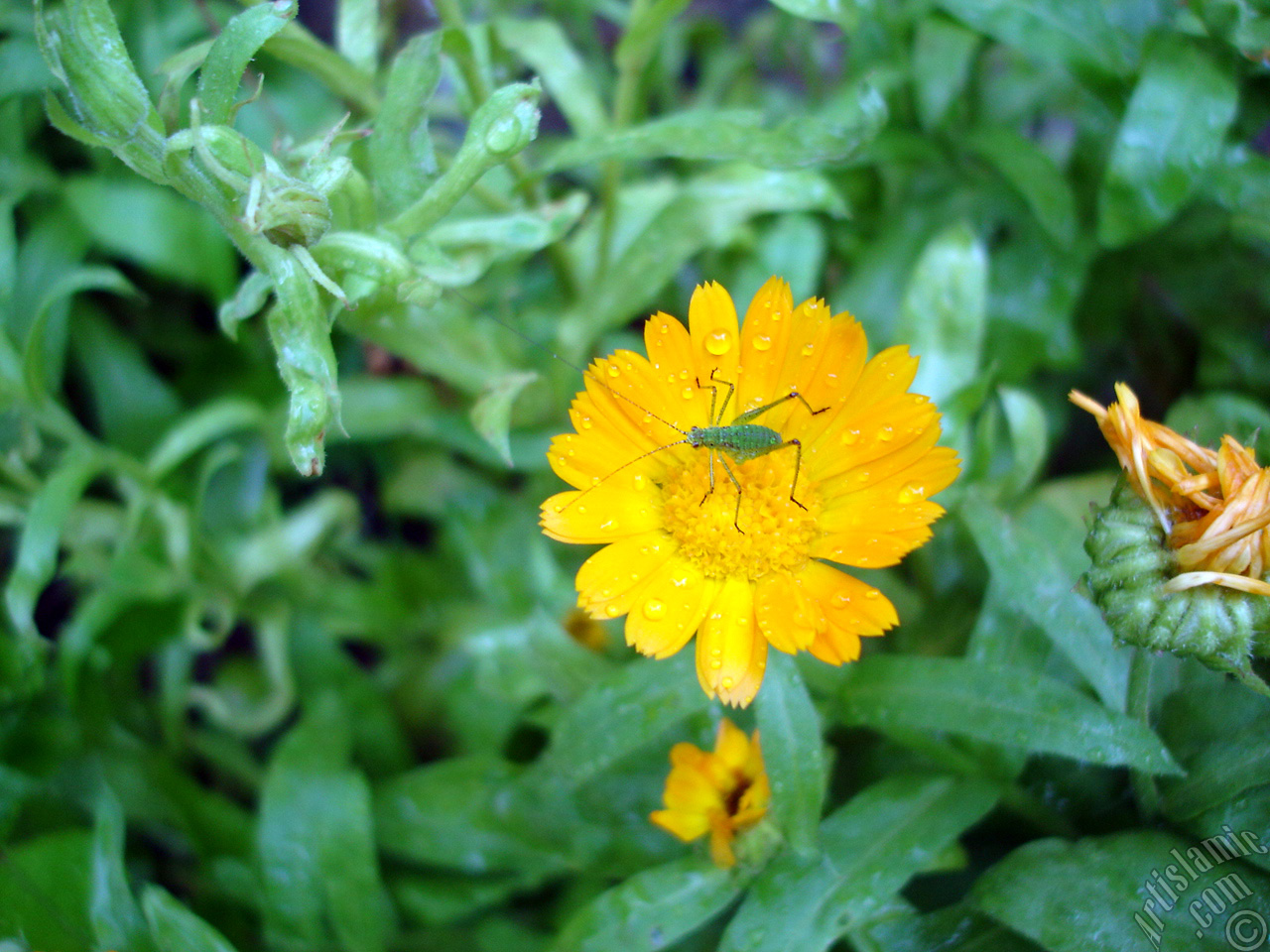 Dark orange color Pot Marigold -Scotch Marigold- flower which is similar to yellow daisy.
