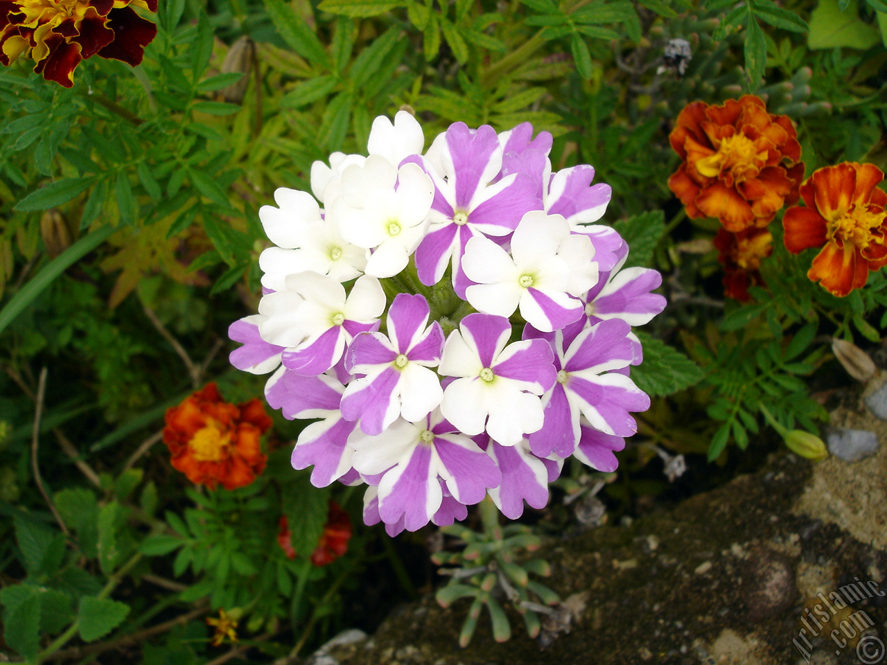 Verbena -Common Vervain- flower.
