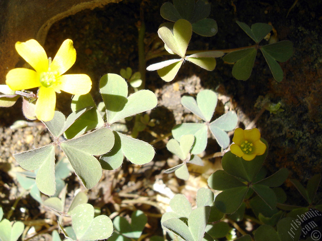 Shamrock -Wood Sorrel- flower.
