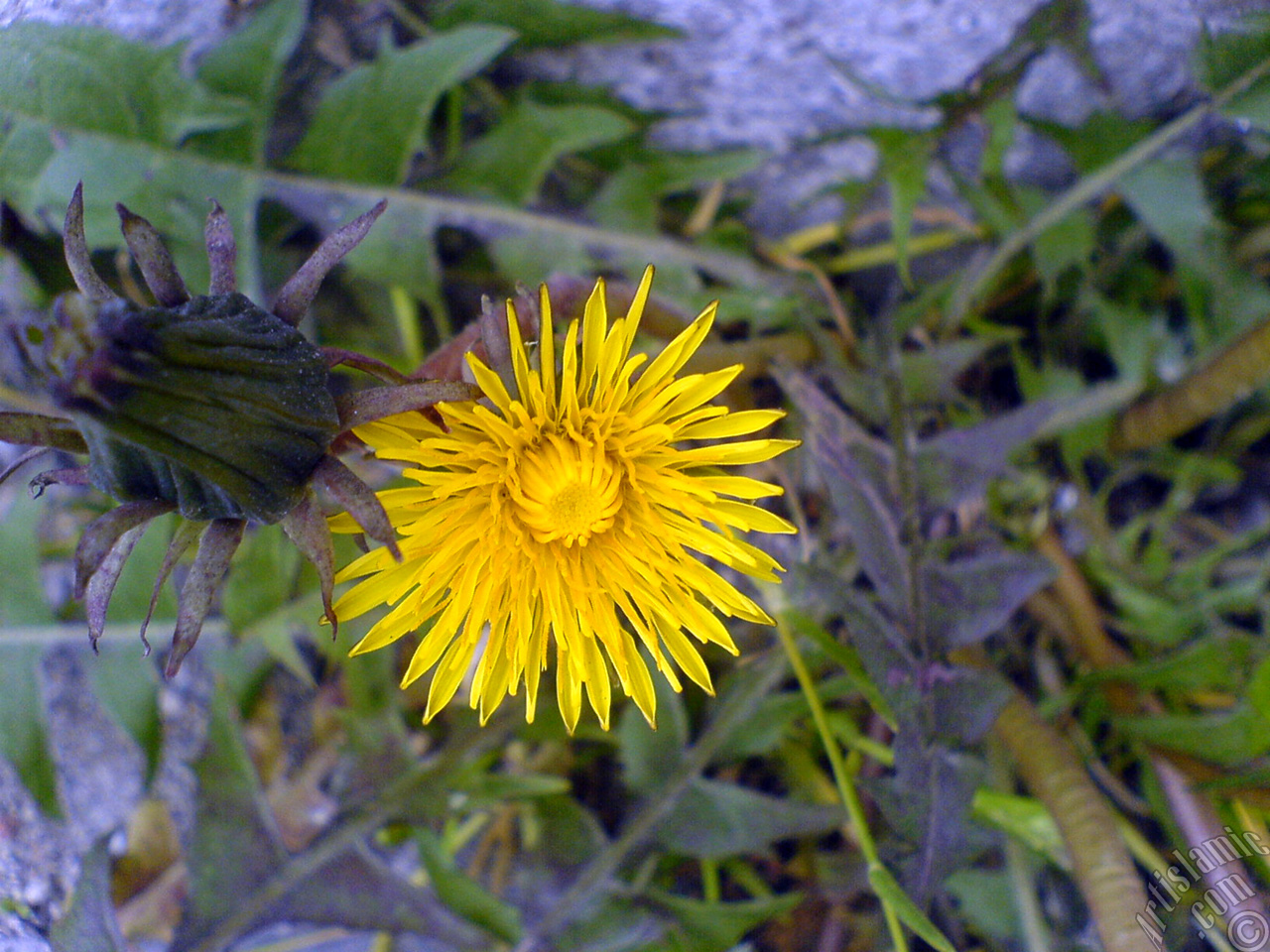 A yellow color flower from Asteraceae Family similar to yellow daisy.
