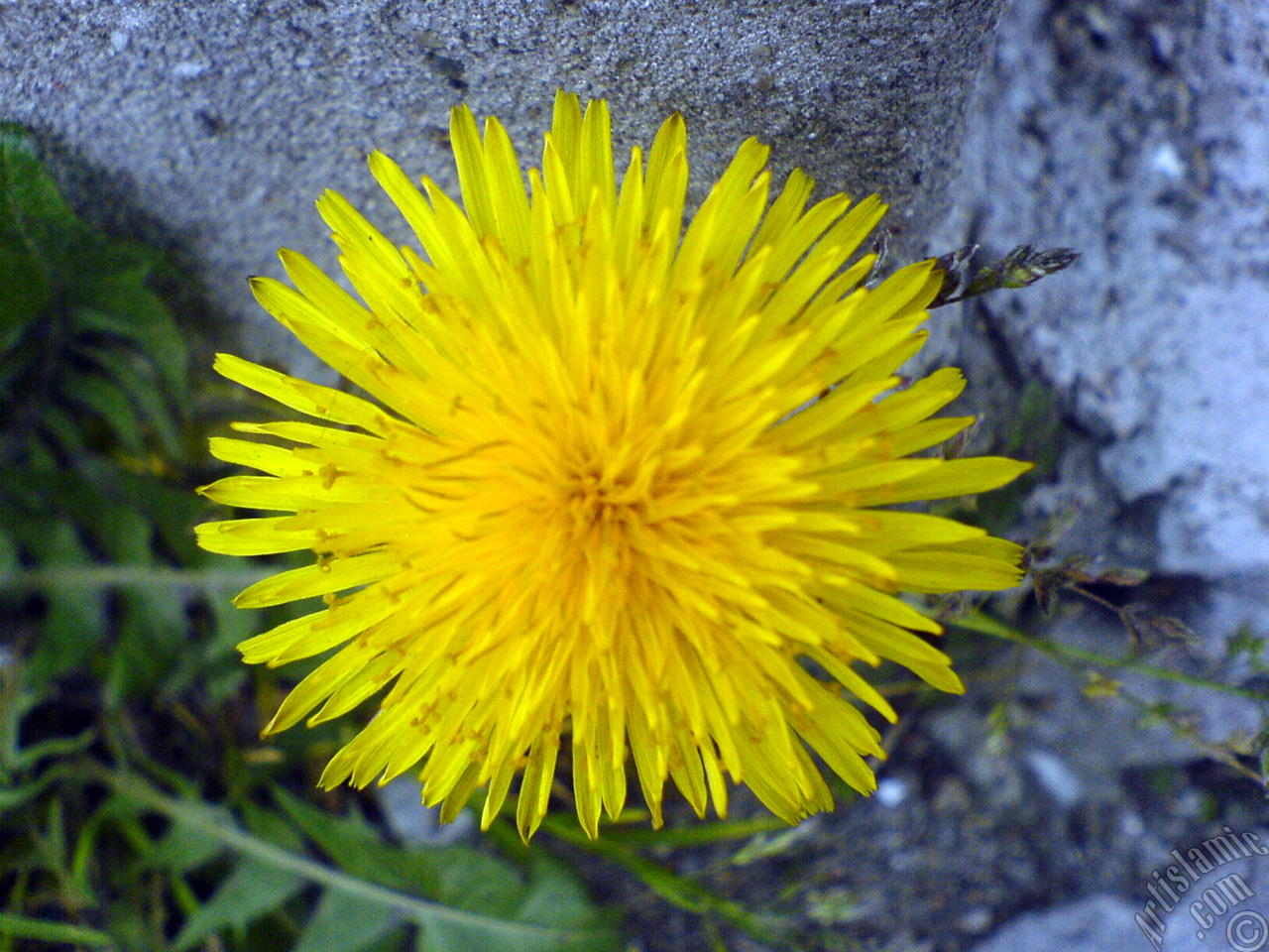 A yellow color flower from Asteraceae Family similar to yellow daisy.
