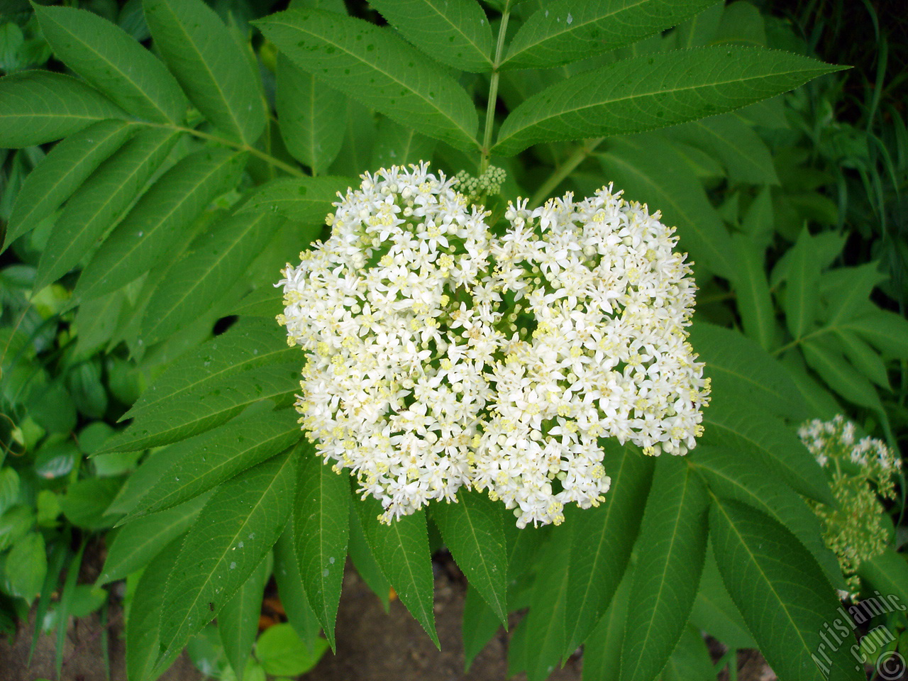 A plant with tiny white flowers.
