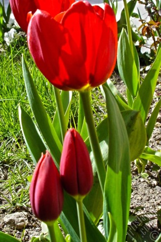 A mobile wallpaper and MMS picture for Apple iPhone 7s, 6s, 5s, 4s, Plus, iPods, iPads, New iPads, Samsung Galaxy S Series and Notes, Sony Ericsson Xperia, LG Mobile Phones, Tablets and Devices: Red Turkish-Ottoman Tulip photo.
