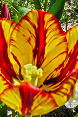 A mobile wallpaper and MMS picture for Apple iPhone 7s, 6s, 5s, 4s, Plus, iPods, iPads, New iPads, Samsung Galaxy S Series and Notes, Sony Ericsson Xperia, LG Mobile Phones, Tablets and Devices: Red-yellow color Turkish-Ottoman Tulip photo.
