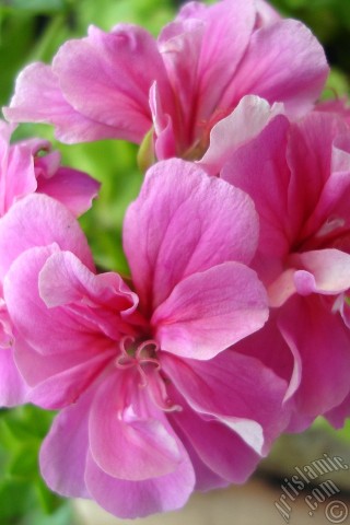 A mobile wallpaper and MMS picture for Apple iPhone 7s, 6s, 5s, 4s, Plus, iPods, iPads, New iPads, Samsung Galaxy S Series and Notes, Sony Ericsson Xperia, LG Mobile Phones, Tablets and Devices: Pink Colored Pelargonia -Geranium- flower.
