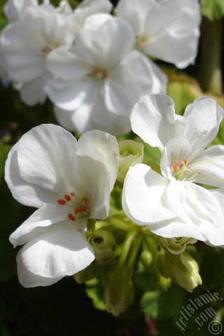 A mobile wallpaper and MMS picture for Apple iPhone 7s, 6s, 5s, 4s, Plus, iPods, iPads, New iPads, Samsung Galaxy S Series and Notes, Sony Ericsson Xperia, LG Mobile Phones, Tablets and Devices: White color Pelargonia -Geranium- flower.
