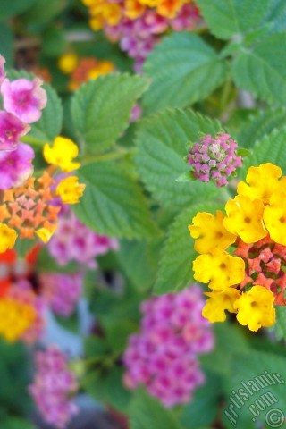 A mobile wallpaper and MMS picture for Apple iPhone 7s, 6s, 5s, 4s, Plus, iPods, iPads, New iPads, Samsung Galaxy S Series and Notes, Sony Ericsson Xperia, LG Mobile Phones, Tablets and Devices: Lantana camara -bush lantana- flower.
