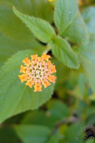 A mobile wallpaper and MMS picture for Apple iPhone 7s, 6s, 5s, 4s, Plus, iPods, iPads, New iPads, Samsung Galaxy S Series and Notes, Sony Ericsson Xperia, LG Mobile Phones, Tablets and Devices: Lantana camara -bush lantana- flower.
