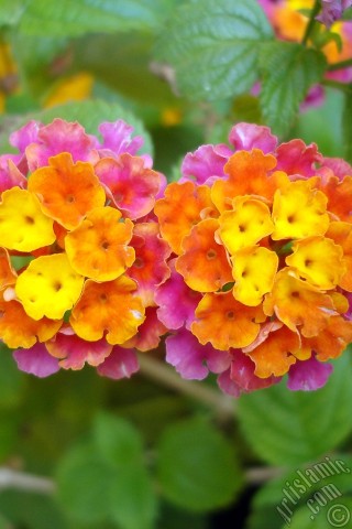 A mobile wallpaper and MMS picture for Apple iPhone 7s, 6s, 5s, 4s, Plus, iPods, iPads, New iPads, Samsung Galaxy S Series and Notes, Sony Ericsson Xperia, LG Mobile Phones, Tablets and Devices: Lantana camara -bush lantana- flower.
