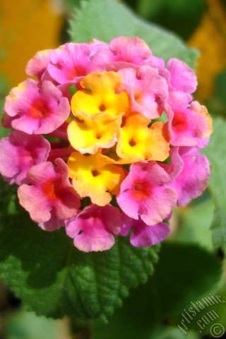 A mobile wallpaper and MMS picture for Apple iPhone 7s, 6s, 5s, 4s, Plus, iPods, iPads, New iPads, Samsung Galaxy S Series and Notes, Sony Ericsson Xperia, LG Mobile Phones, Tablets and Devices: Lantana camara -bush lantana- flower.
