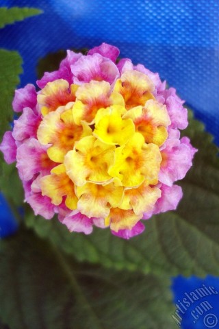 A mobile wallpaper and MMS picture for Apple iPhone 7s, 6s, 5s, 4s, Plus, iPods, iPads, New iPads, Samsung Galaxy S Series and Notes, Sony Ericsson Xperia, LG Mobile Phones, Tablets and Devices: Lantana camara -bush lantana- flower.
