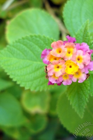 A mobile wallpaper and MMS picture for Apple iPhone 7s, 6s, 5s, 4s, Plus, iPods, iPads, New iPads, Samsung Galaxy S Series and Notes, Sony Ericsson Xperia, LG Mobile Phones, Tablets and Devices: Lantana camara -bush lantana- flower.
