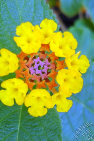 A mobile wallpaper and MMS picture for Apple iPhone 7s, 6s, 5s, 4s, Plus, iPods, iPads, New iPads, Samsung Galaxy S Series and Notes, Sony Ericsson Xperia, LG Mobile Phones, Tablets and Devices: Lantana camara -bush lantana- flower.
