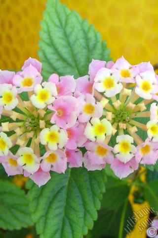 A mobile wallpaper and MMS picture for Apple iPhone 7s, 6s, 5s, 4s, Plus, iPods, iPads, New iPads, Samsung Galaxy S Series and Notes, Sony Ericsson Xperia, LG Mobile Phones, Tablets and Devices: Lantana camara -bush lantana- flower.
