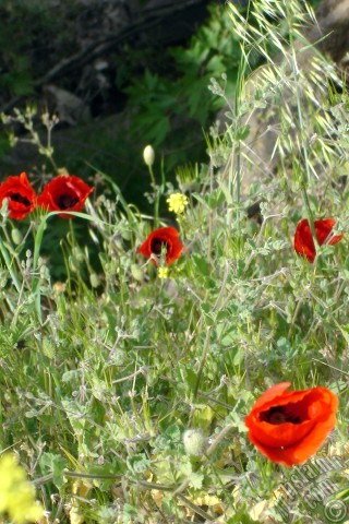 A mobile wallpaper and MMS picture for Apple iPhone 7s, 6s, 5s, 4s, Plus, iPods, iPads, New iPads, Samsung Galaxy S Series and Notes, Sony Ericsson Xperia, LG Mobile Phones, Tablets and Devices: Red poppy flower.
