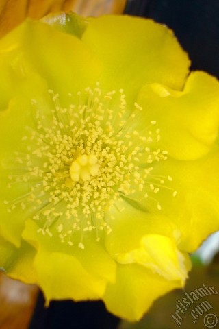 A mobile wallpaper and MMS picture for Apple iPhone 7s, 6s, 5s, 4s, Plus, iPods, iPads, New iPads, Samsung Galaxy S Series and Notes, Sony Ericsson Xperia, LG Mobile Phones, Tablets and Devices: Prickly Pear with yellow flower.
