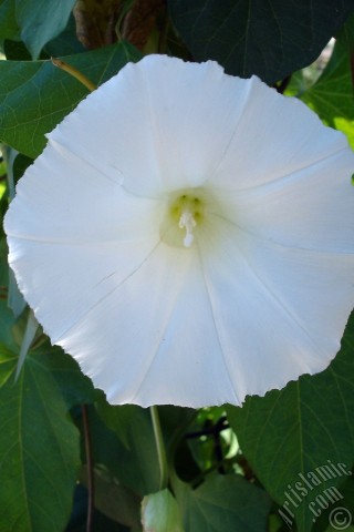 A mobile wallpaper and MMS picture for Apple iPhone 7s, 6s, 5s, 4s, Plus, iPods, iPads, New iPads, Samsung Galaxy S Series and Notes, Sony Ericsson Xperia, LG Mobile Phones, Tablets and Devices: White Morning Glory flower.
