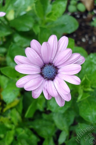 A mobile wallpaper and MMS picture for Apple iPhone 7s, 6s, 5s, 4s, Plus, iPods, iPads, New iPads, Samsung Galaxy S Series and Notes, Sony Ericsson Xperia, LG Mobile Phones, Tablets and Devices: Pink color Trailing African Daisy -Freeway Daisy, Blue Eyed Daisy- flower.
